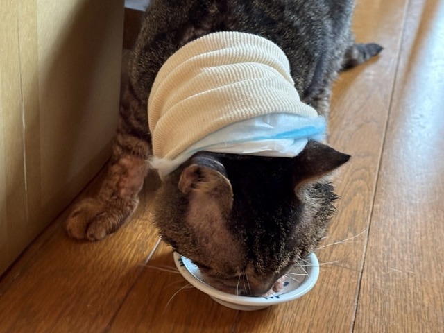 ショボ