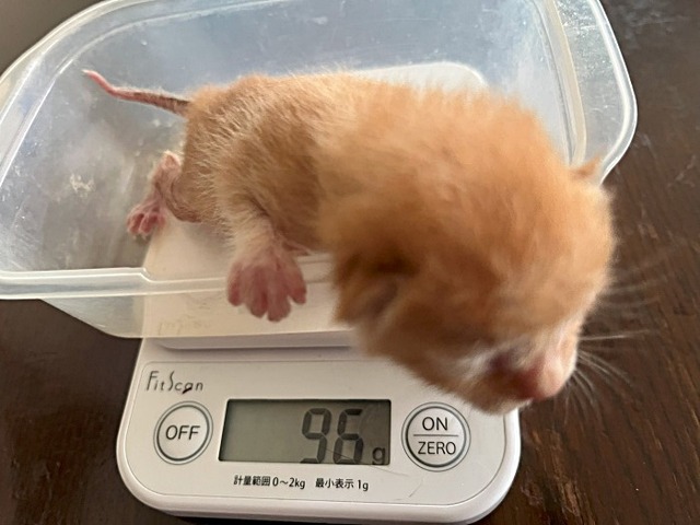 ベビー