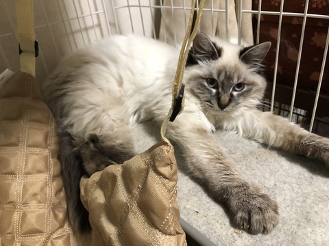 美音