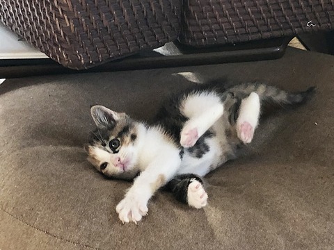 あられちゃん