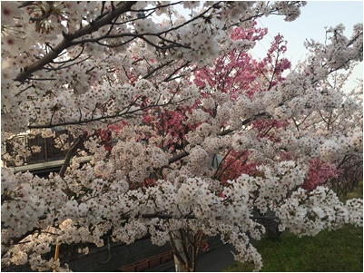 桜