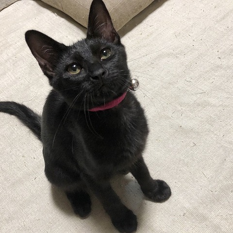 ミミ