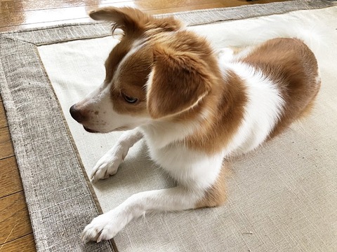 クゥ