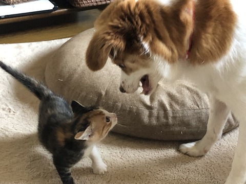 クゥとあられ