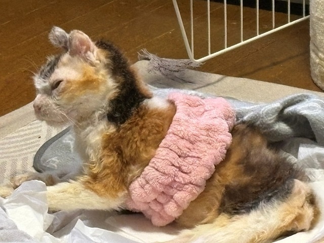 美風ちゃん