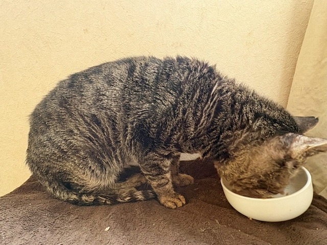 ショボ