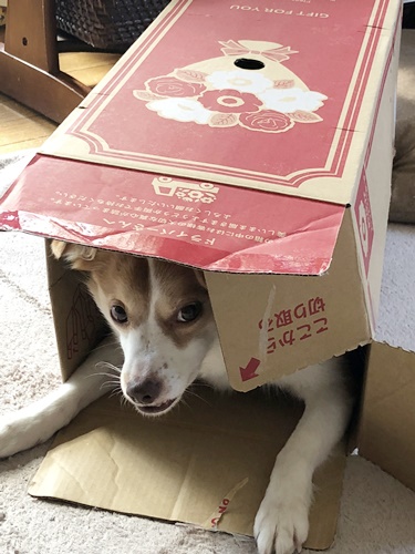 クゥ、箱入り
