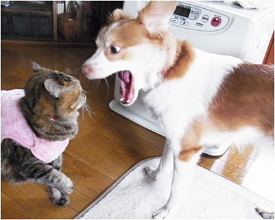 とkomapageクゥ