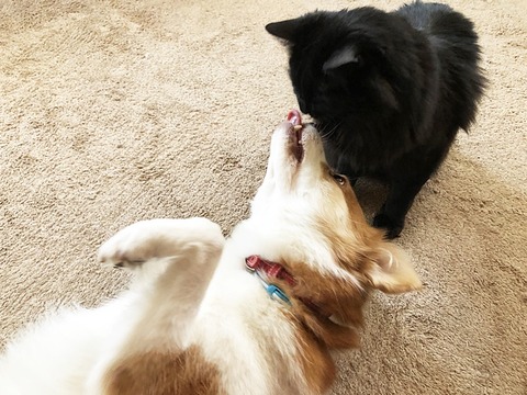 クゥとミク