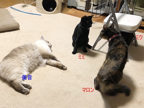 マロンたち