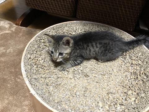 まこちゃん3