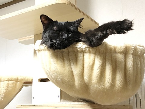 ミクちゃん