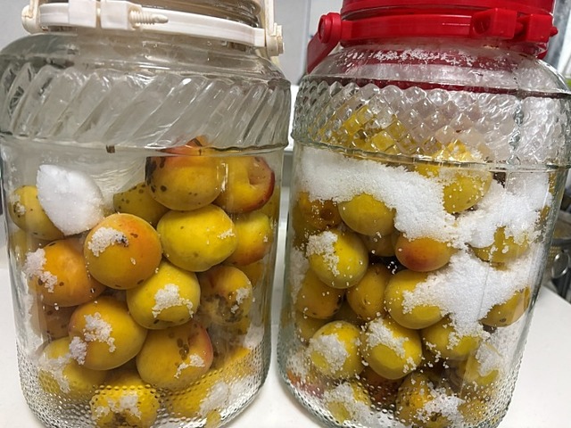梅漬け