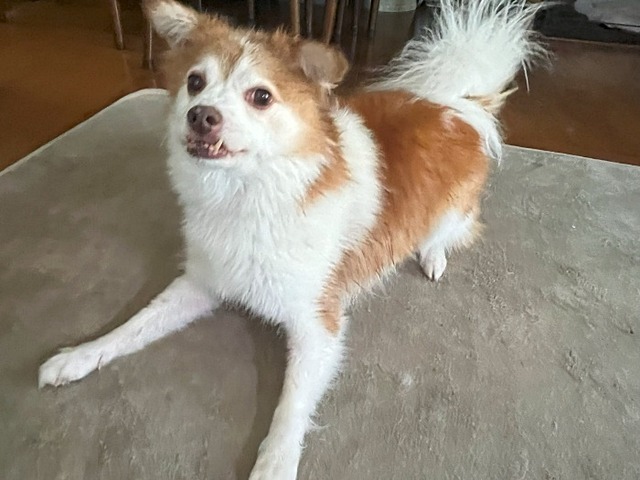 クゥ
