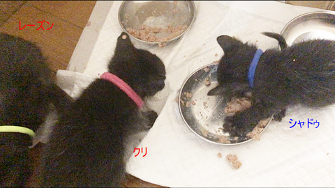 黒猫