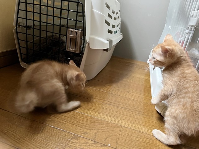 仔猫