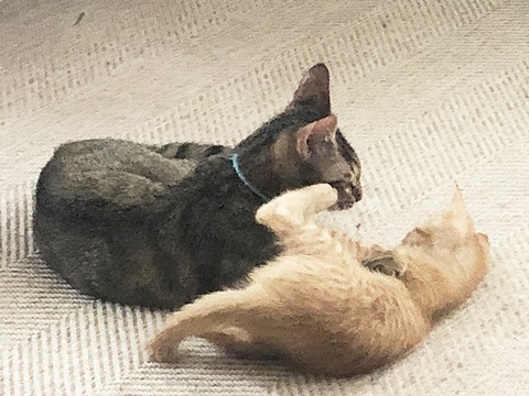 葉平と和楽