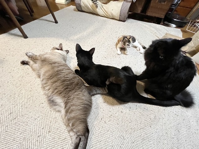 ミフと