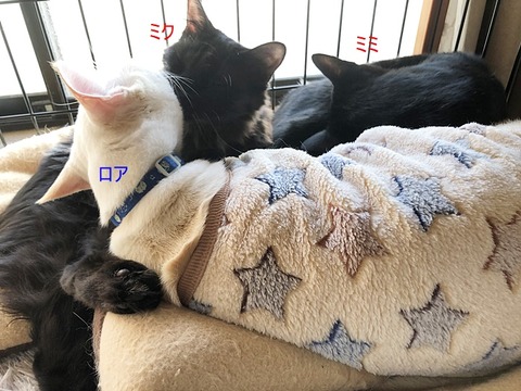 3ニャンズ
