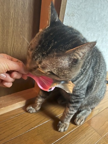 oyatu