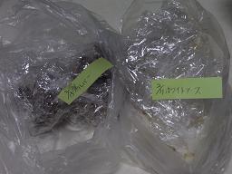 RIMG0938冷凍2