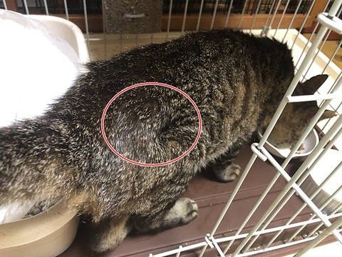 ナルト