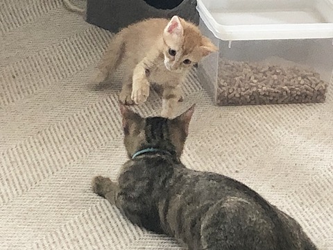 お二人