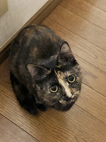 マロン