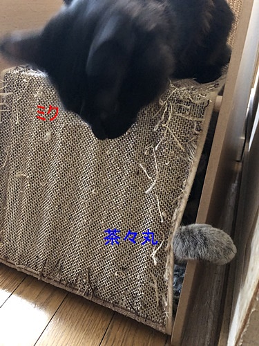 茶々2