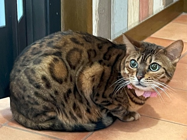 先住ちゃん