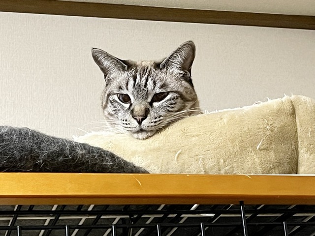 紫音