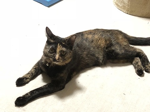マロン