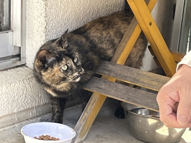 サビちゃん
