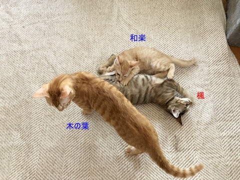 3人さん
