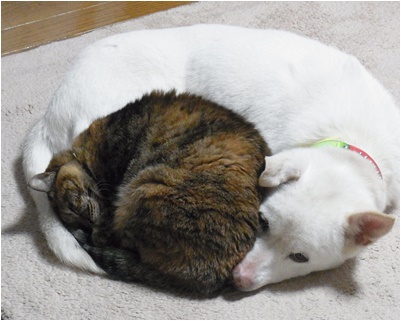 page犬猫団子