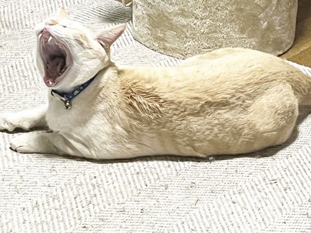ロア