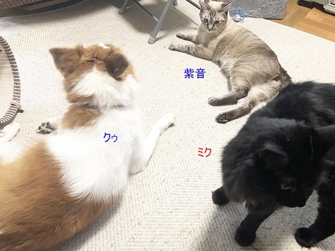 甘ったれ