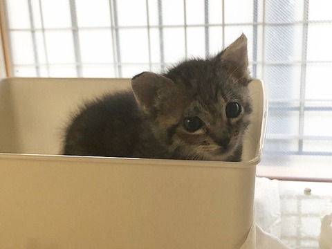 マコちゃん