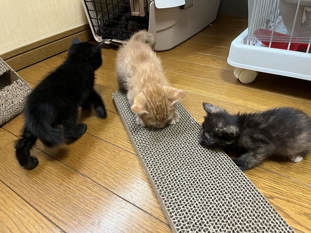 爪とぎ