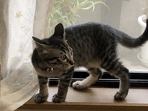 ナイト2