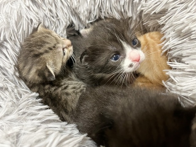 ハチワレ