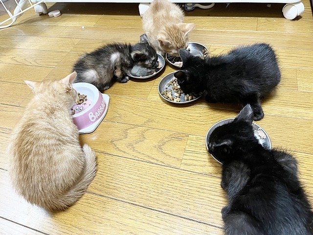 食事中
