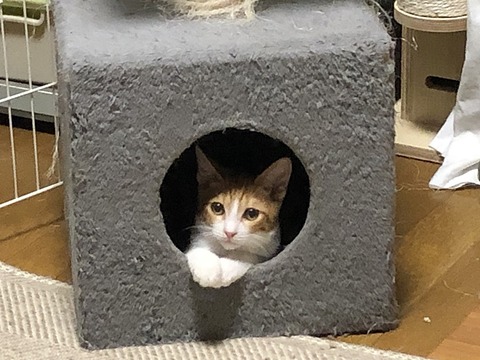 葉太
