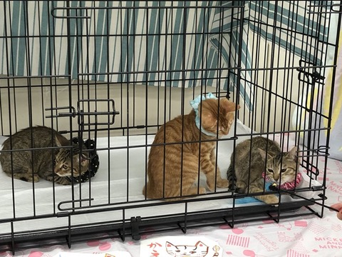 木の葉、葉平、楓