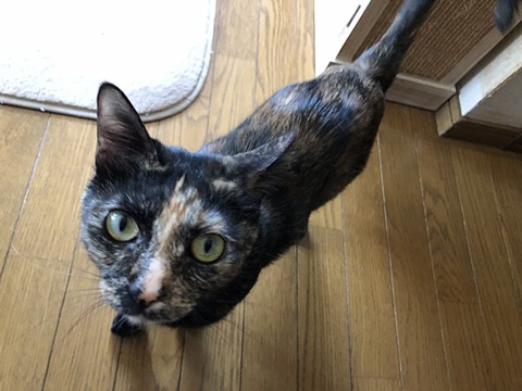 マロン