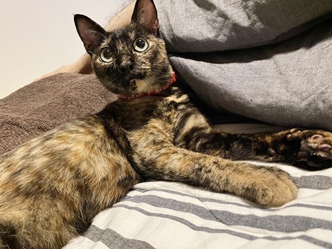 きなこ