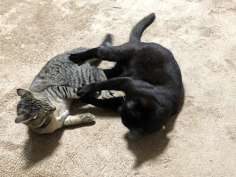 ofutari