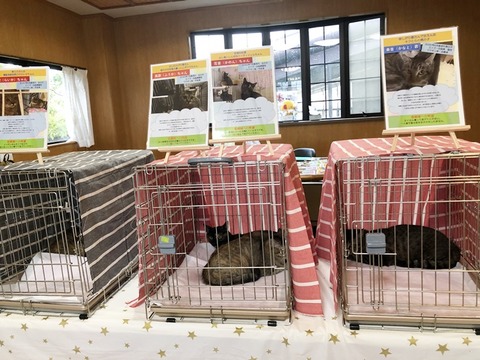 猫達