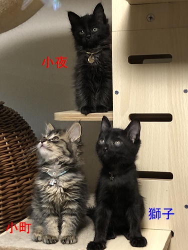 子猫IMG_4294