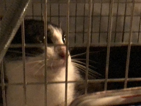 コロンちゃん